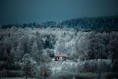 Trees in forest