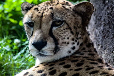 Close-up of a cat looking away