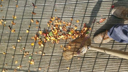 Low section of man with lizard on autumn leaves