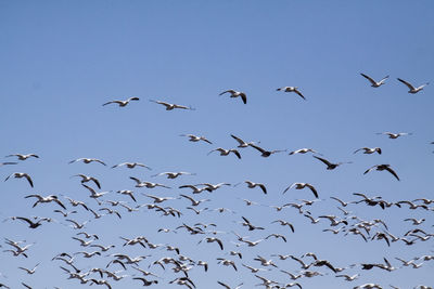 Low angle view of birds flying in sky