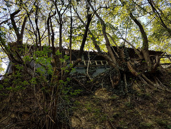 Trees growing in forest