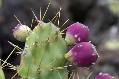 Close-up of cactus plant