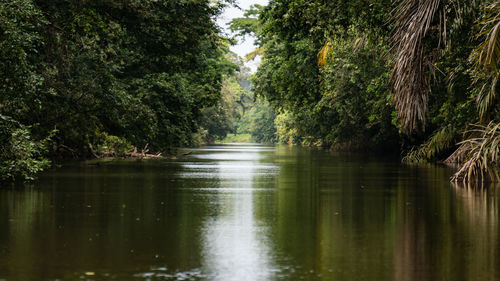 Scenic view of river amidst trees in forest