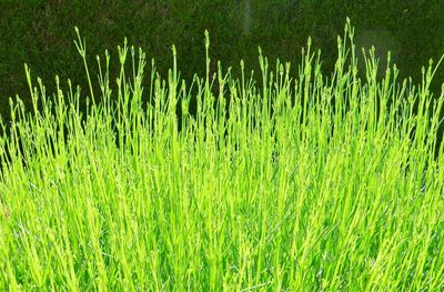 Plants growing on field