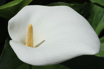 Close-up of white flowering plant