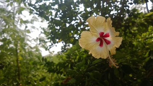 Close-up of white hibiscus blooming outdoors