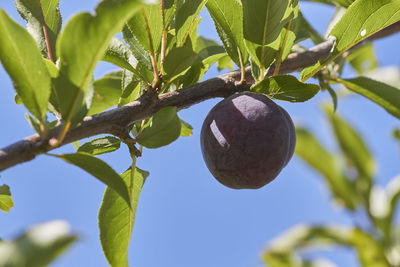 Low angle view of fruits growing on tree against sky