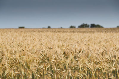 Scenic view of wheat field against clear sky