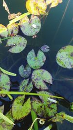 Plant growing in water