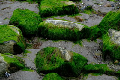 Moss growing on rock by river