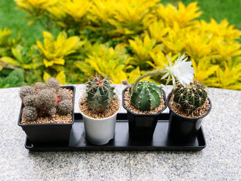 Close-up of potted plants