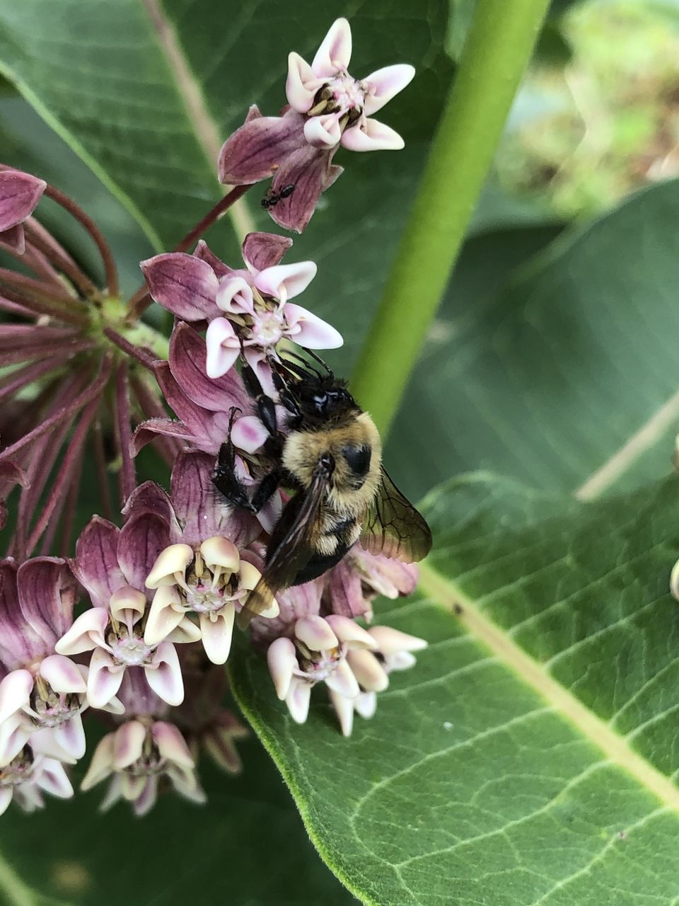 BUTTERFLY POLLINATING ON PINK FLOWER