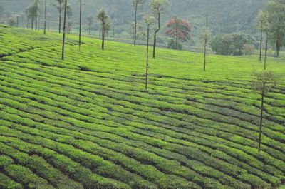 Scenic view of agricultural field