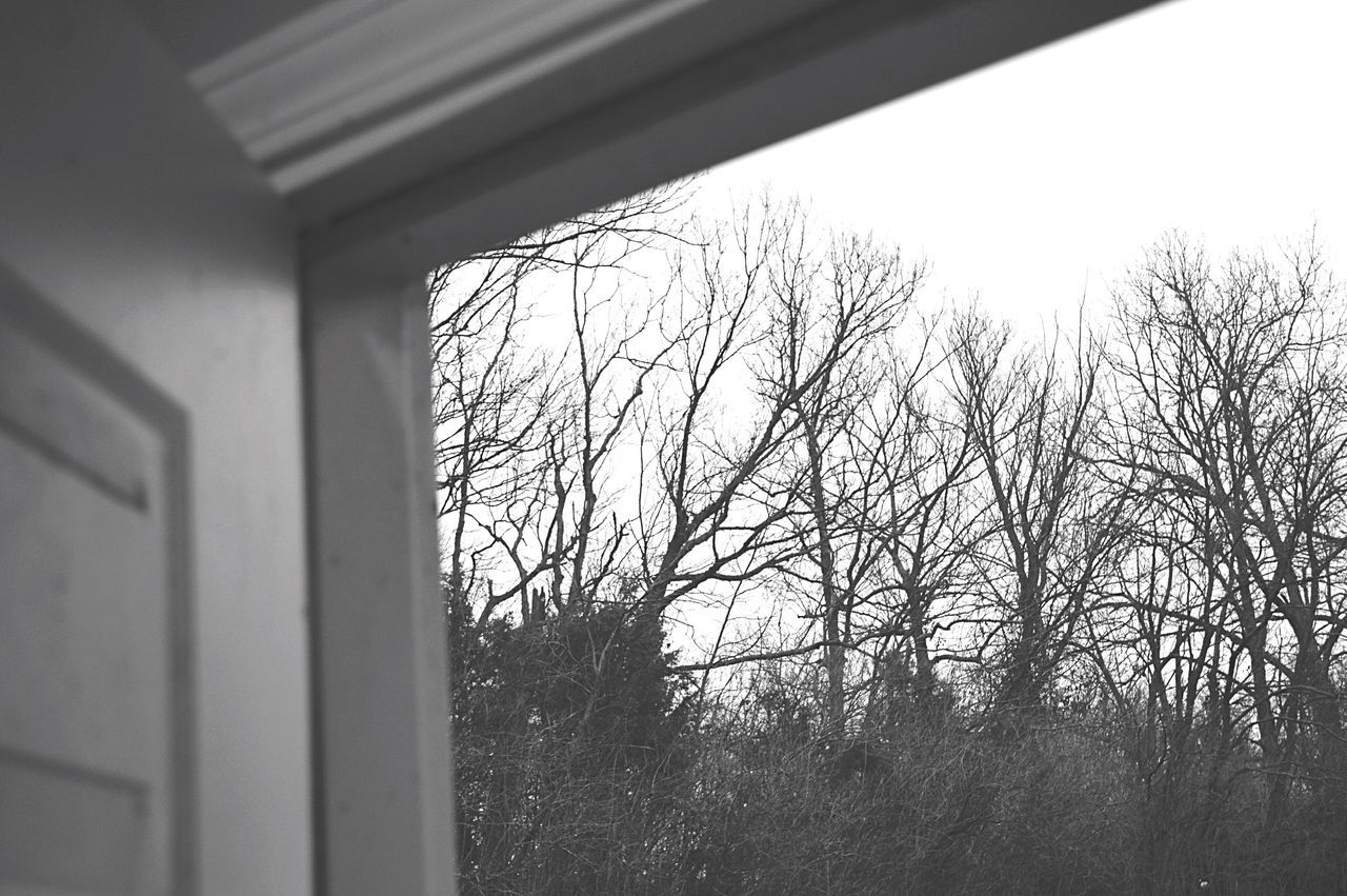 CLOSE-UP OF BARE TREES AGAINST SKY