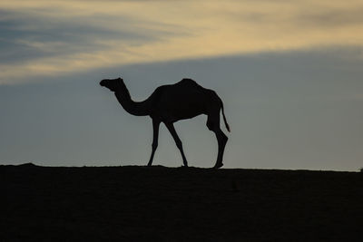 Silhouette of a horse on landscape