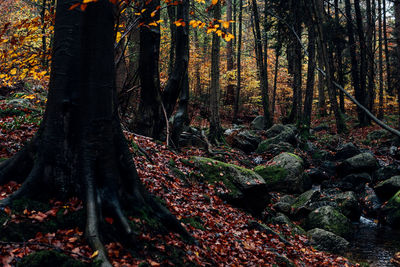 Trees growing in forest during autumn