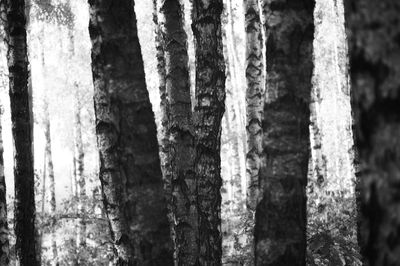 Close-up of tree trunk during winter