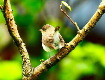 Close-up of a bird perching on tree