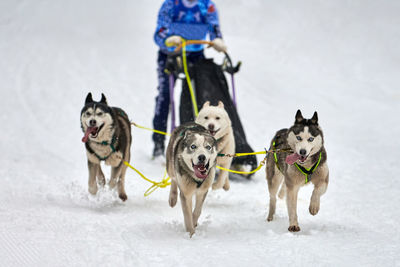 Husky sled dog racing. winter dog sport sled team competition. siberian husky dogs pull sled