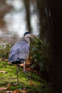 High angle view of gray heron perching on lake