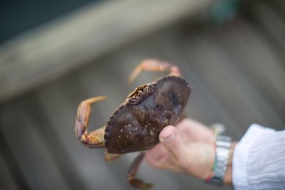 Cropped hand of man holding crab