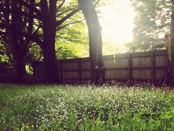 Scenic view of grassy field and trees in park