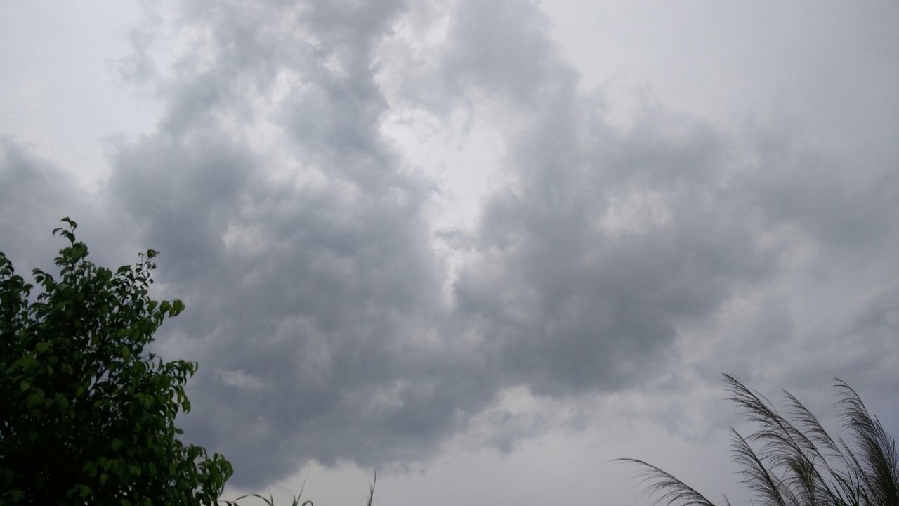 sky, low angle view, cloud - sky, cloudy, tree, tranquility, nature, overcast, growth, beauty in nature, weather, cloud, scenics, tranquil scene, silhouette, high section, outdoors, palm tree, day, no people