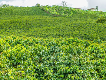 Crops growing on field against sky