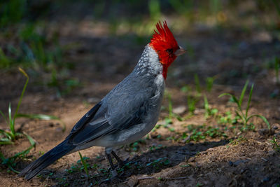 Close-up of a bird on field
