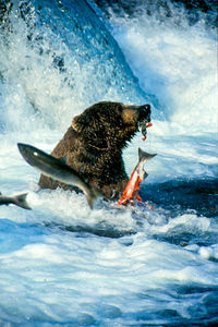 Grizzly bear catches fish in river