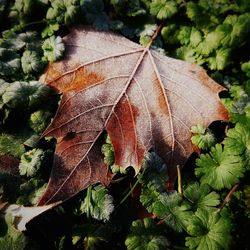 Close-up of dry maple leaf on plant
