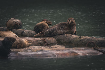 Harbour seals