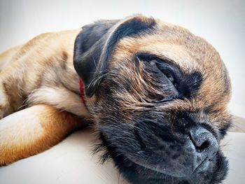 Close-up of dog sleeping at home