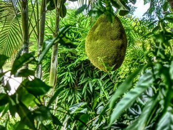 Close-up of green plants