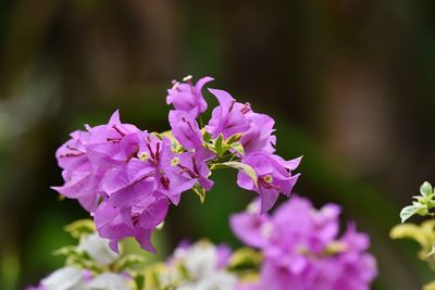 Close-up of purple flowering plant