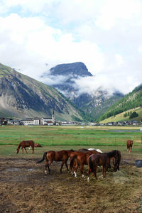 Cows grazing on field against mountains