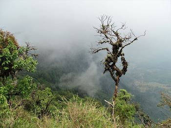 Trees on mountain during foggy weather
