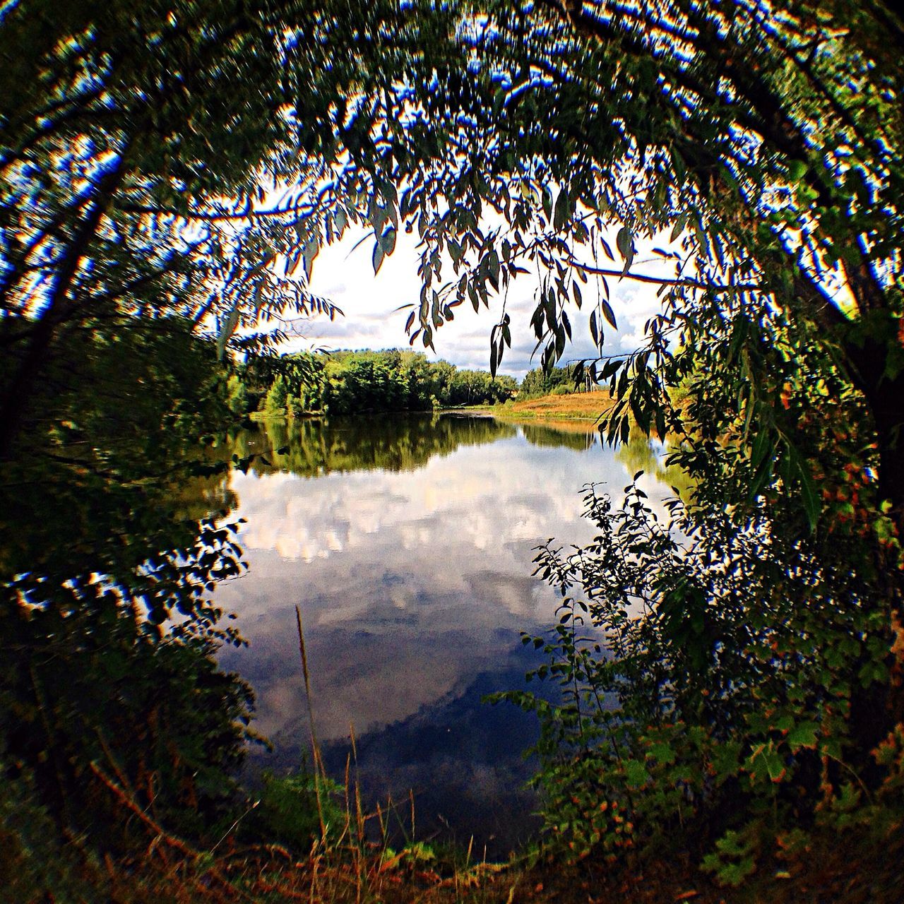 tree, tranquility, water, tranquil scene, scenics, beauty in nature, nature, growth, lake, reflection, branch, sky, green color, idyllic, forest, plant, non-urban scene, landscape, no people, day