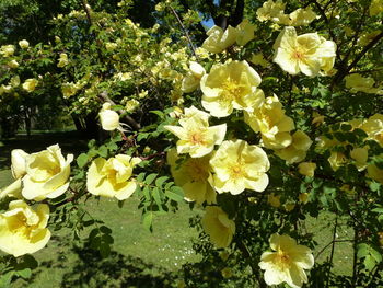 Close-up of flowers growing on tree