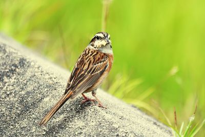 Close-up of bird perching