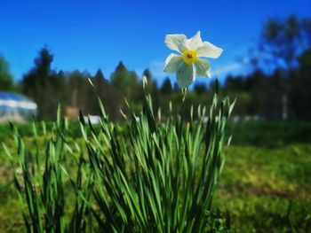 Close-up of flowering plant on field