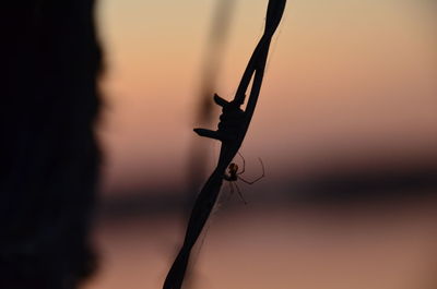 Close-up of insect against blurred background