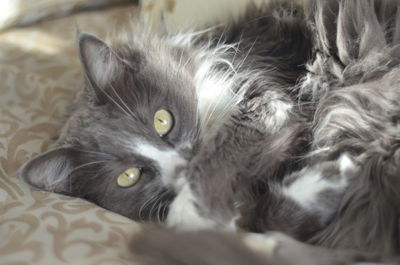 Close-up portrait of cat lying on bed