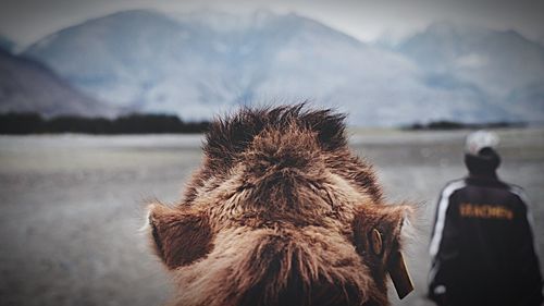 Rear view of an animal on mountain