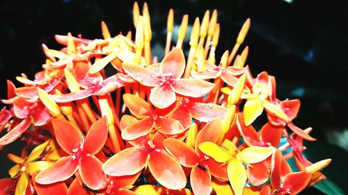 Close-up of flowers blooming outdoors