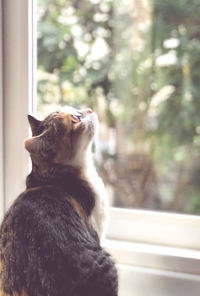 Dog looking through window