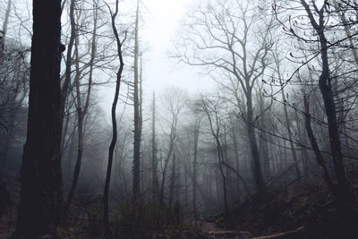 Trees in forest