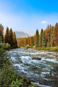 Scenic view of river in forest against sky