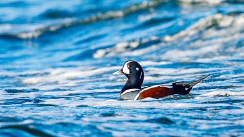 View of duck swimming in sea