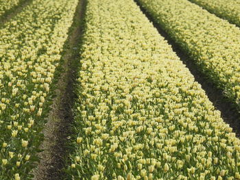 High angle view of corn field